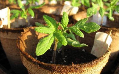 Ownership and the Living Organization