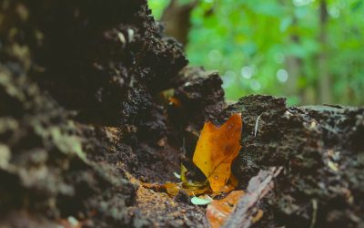 Regenerating the Soil, Cooling the Planet and Finding our Way Home