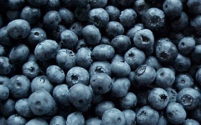 On Blueberries and Becoming Indigenous