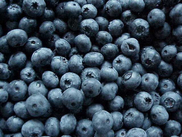 On Blueberries and Becoming Indigenous