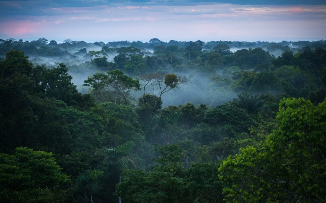 1200px-Brazilian_amazon_rainforest