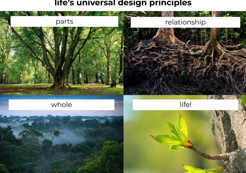 Life’s Universal Design Principles
