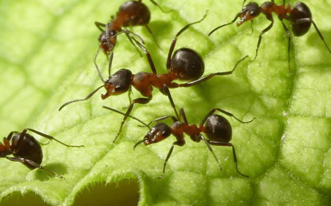ants-on-leaf