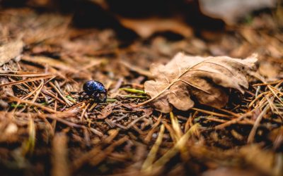 Living Soil and the Learning That’s Needed